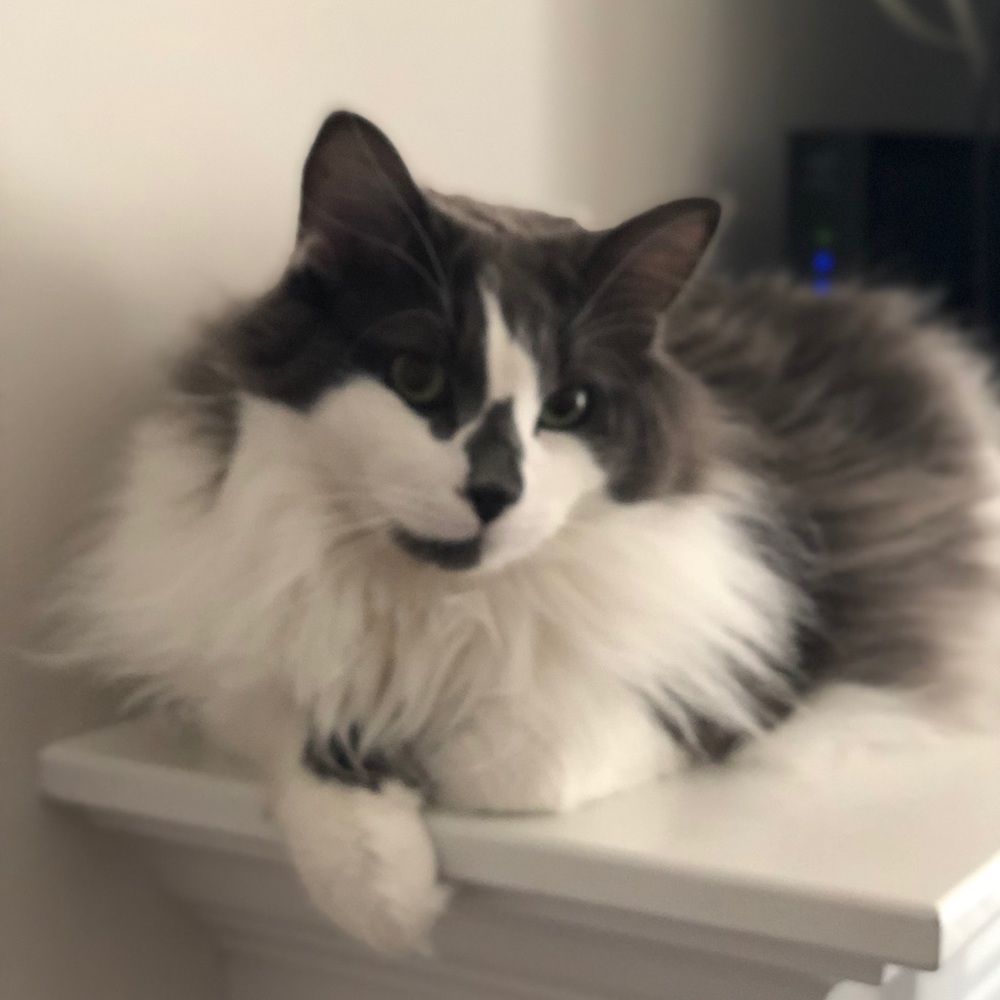 Meet your Posher, Eilidh